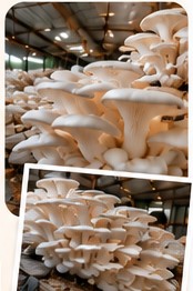 Oyster mushroom farm practical training